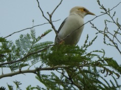 Acridotheres melanopterus