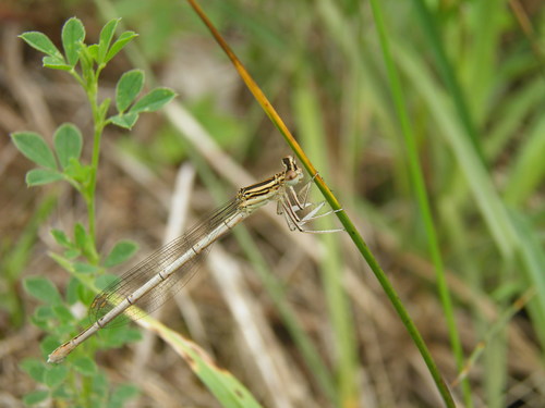 Baltakojė strėliukė
