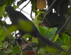 Crypsirina temia