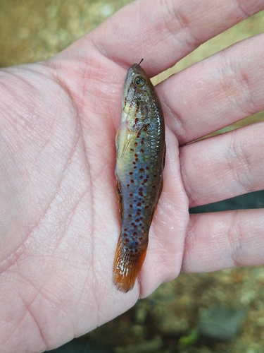 Purple-spotted gudgeon (Mogurnda adspersa) — Eleotridae — 2