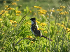 Pycnonotus xanthorrhous