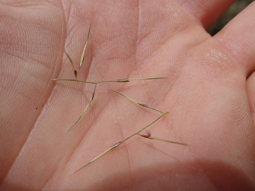 threeawn spear grass (Aristida vagans)