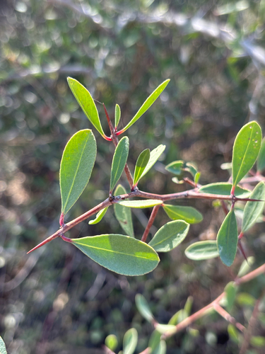 confetti spikethorn