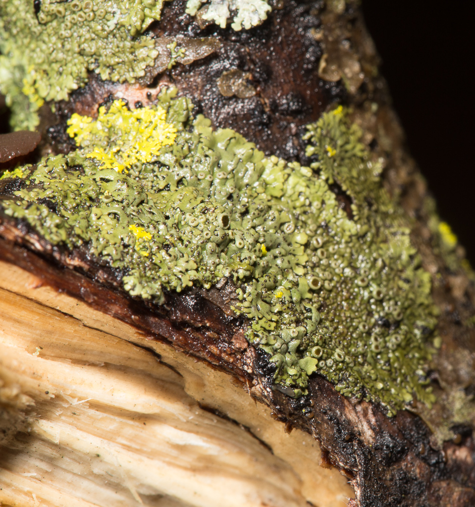 Phaeophyscia ciliata image