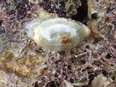 Erronea