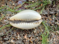 Erronea