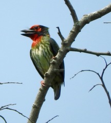 Psilopogon haemacephalus roseus