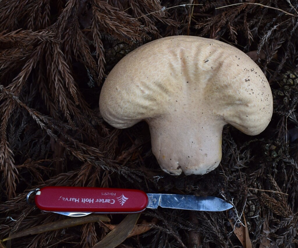 Calvatia sinclairii