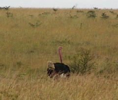 Struthio camelus massaicus