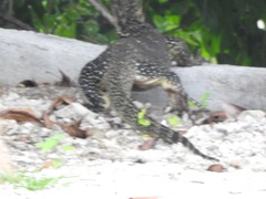 Varanus salvator