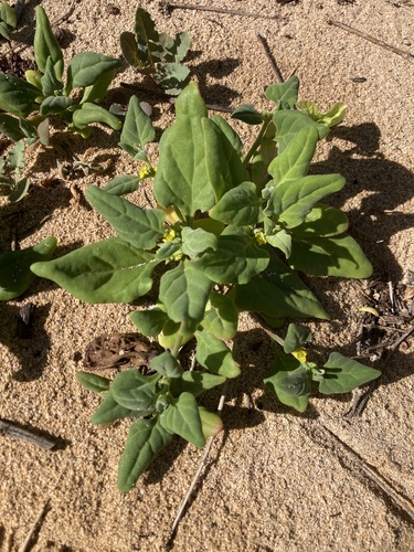 Tetragonia tetragonoides observed 2026-02-03