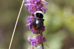 Bombus tunicatus