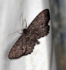 Psilosticha pristis