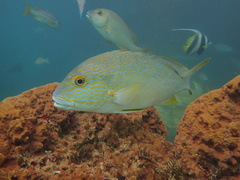 Plectorhinchus multivittatus