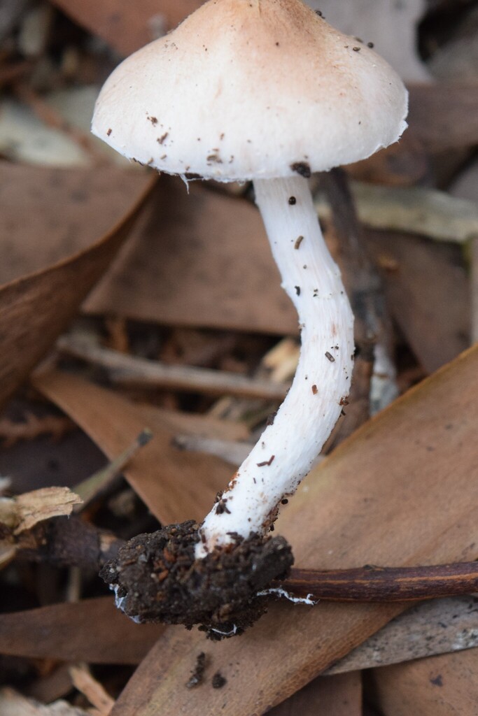 Lepiota cinnamomea · February 2026 · photo: © davidwhyte (iNaturalist, cc-by-sa)
