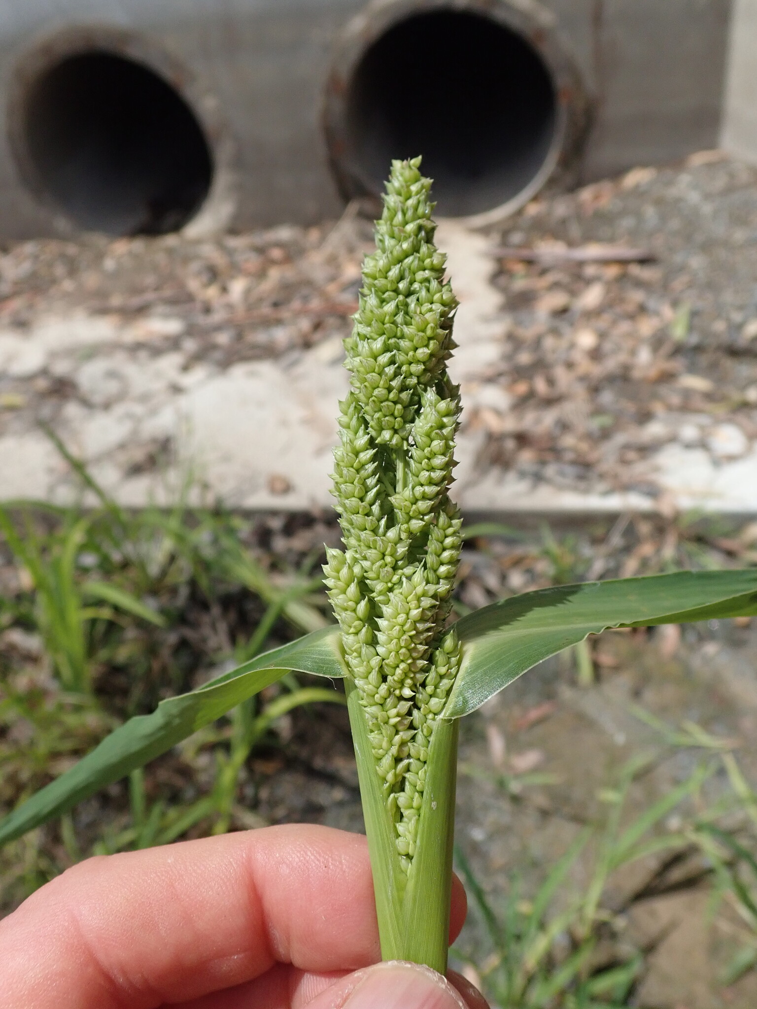 Japanese Millet (Echinochloa esculenta)