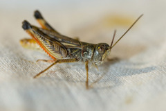 Dociostaurus brevicollis