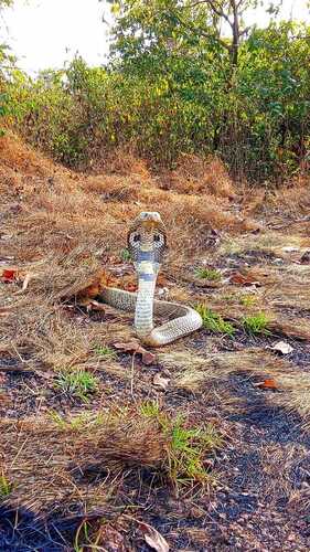 Indian Cobra