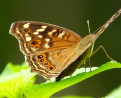 Junonia erigone