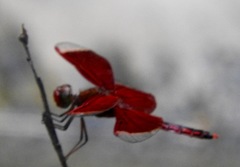 Neurothemis ramburii