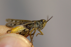 Dociostaurus brevicollis