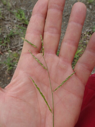 Perennial cup-grass (Eriochloa pseudoacrotricha)
