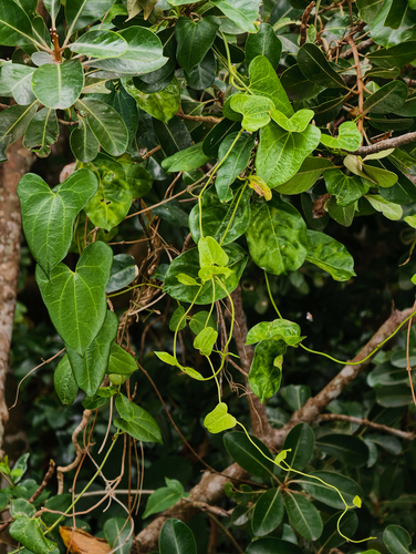 Aristolochia zollingeriana observed 2026-02-04