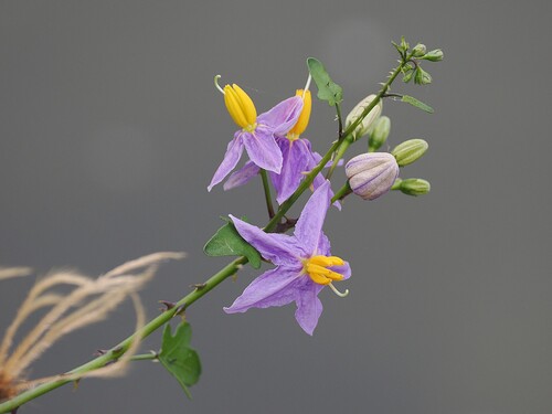 Solanum trilobatum L.
