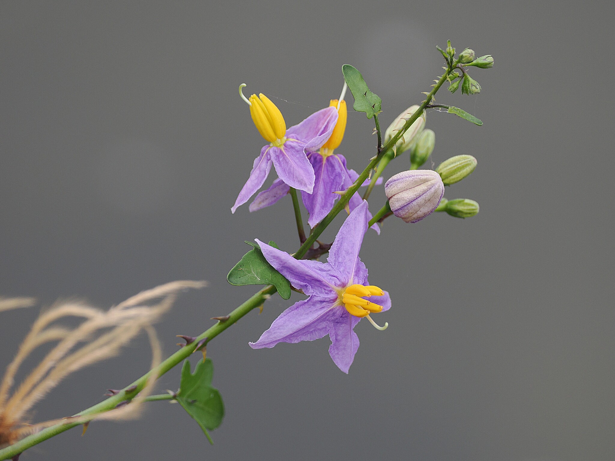 Solanum trilobatum