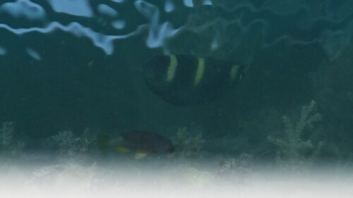 Banded damsel (Dischistodus fasciatus) — Pomacentridae
