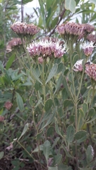 Symphyopappus casarettoi