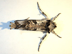 Archaeoses polygrapha