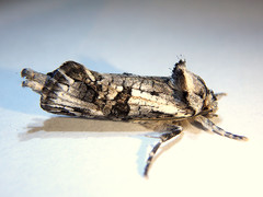 Archaeoses polygrapha