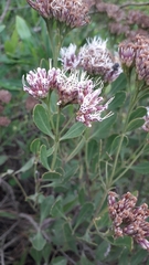 Symphyopappus casarettoi