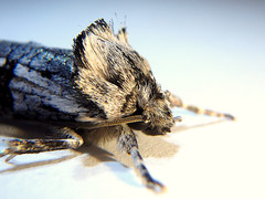 Archaeoses polygrapha