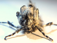 Archaeoses polygrapha