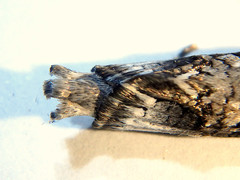 Archaeoses polygrapha