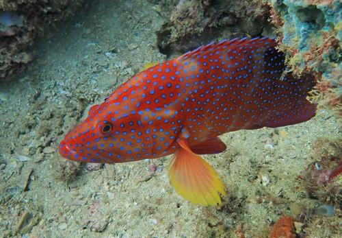 Coral Grouper