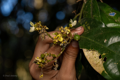Xanthophyllum flavescens observed 2026-01-26