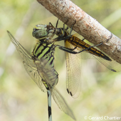 Lyriothemis mortoni