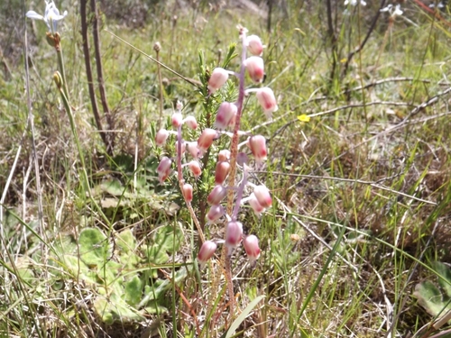 Breede Viooltjie (Lachenalia moniliformis)