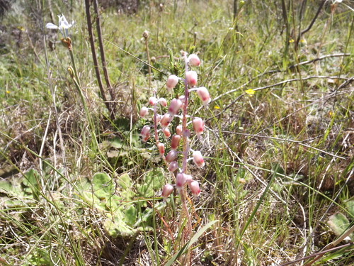 Image of Lachenalia moniliformis by (c) James Deacon, some rights reserved (CC BY-SA)