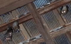 Cynopterus brachyotis