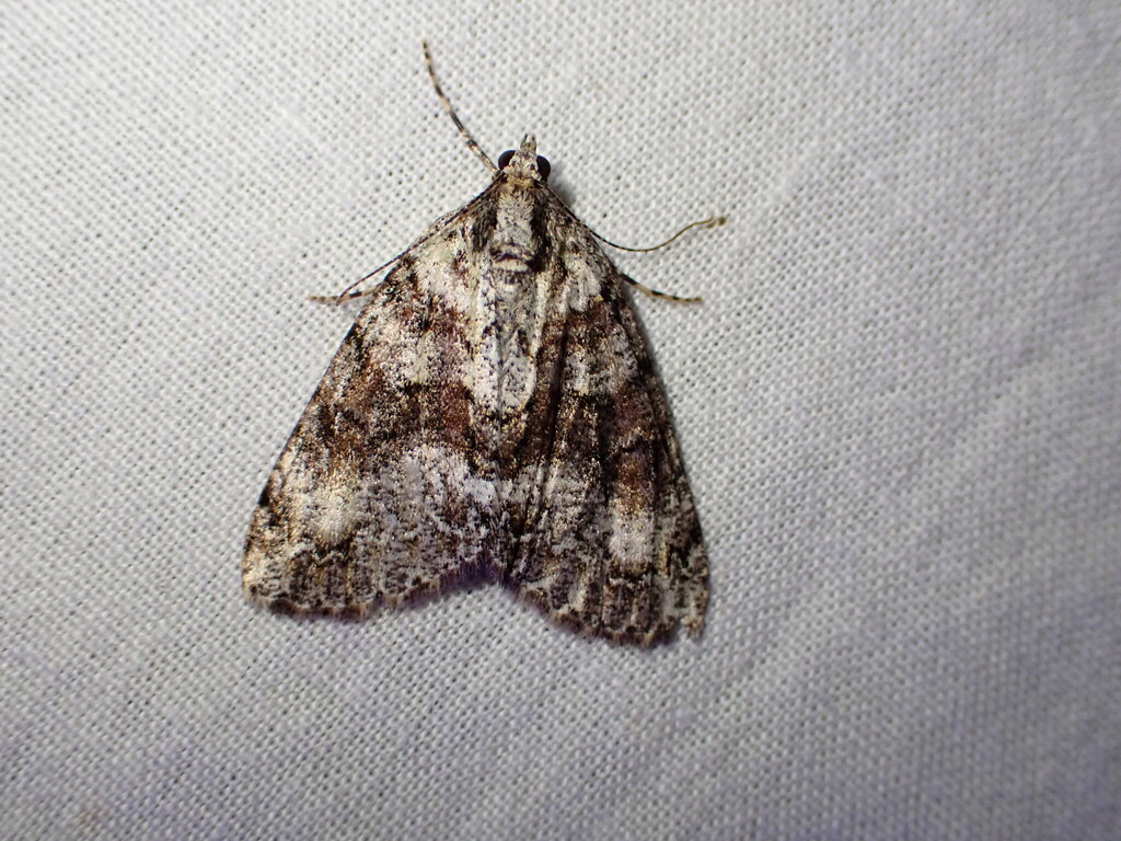 Common Forest Looper from Tasman District, Tasman Region, New Zealand ...