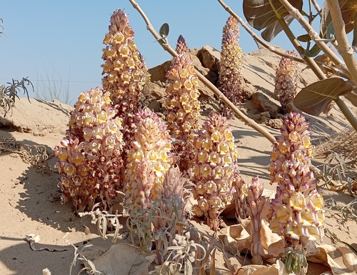 desert hyacinth (Cistanche tubulosa)