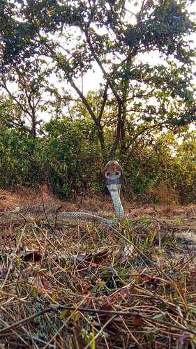 Indian Cobra