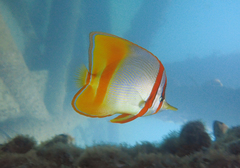 Chelmon marginalis