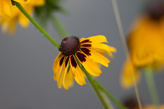 Rudbeckia