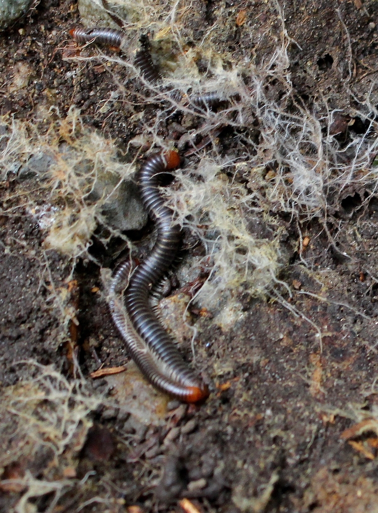 Cylindroiulus broti