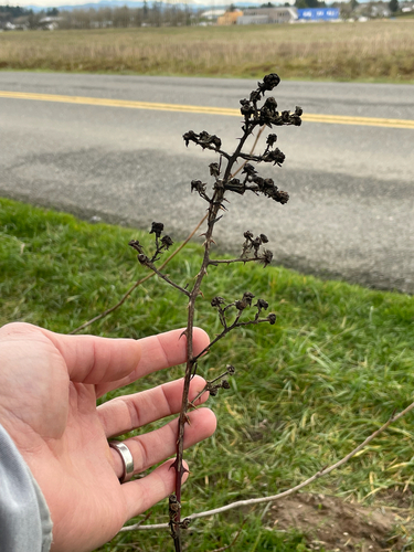 False Himalayan Blackberry (Rubus procerus)